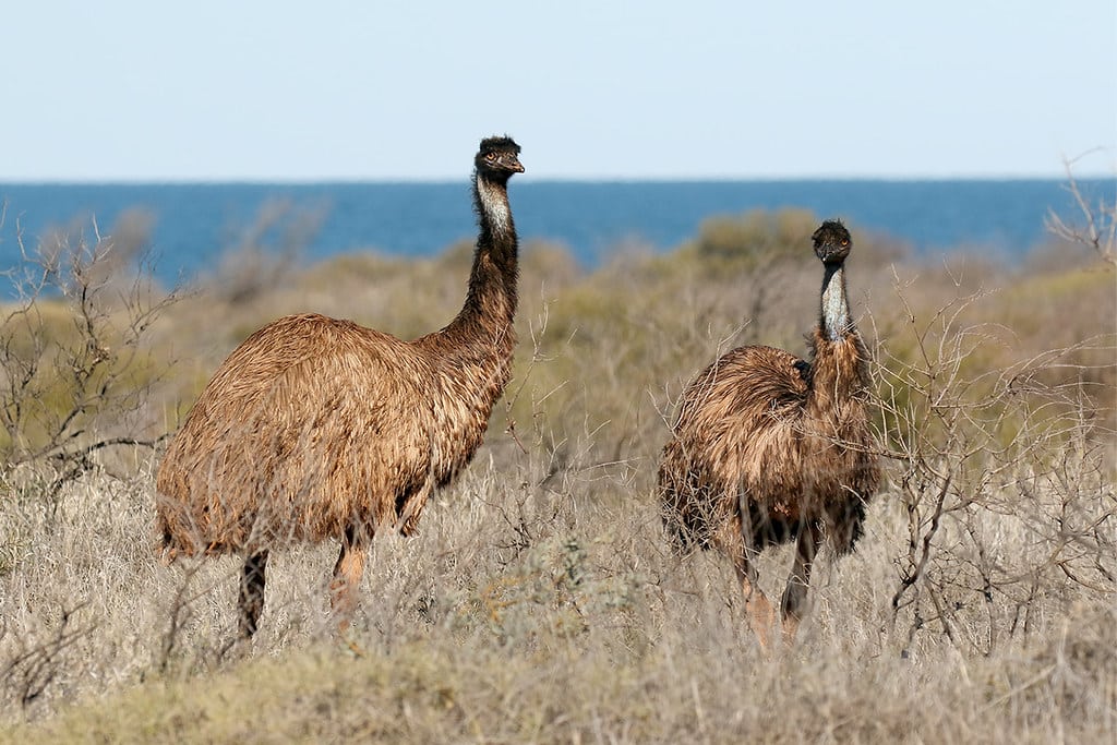 Emu (Dromaius novaehollandiae)