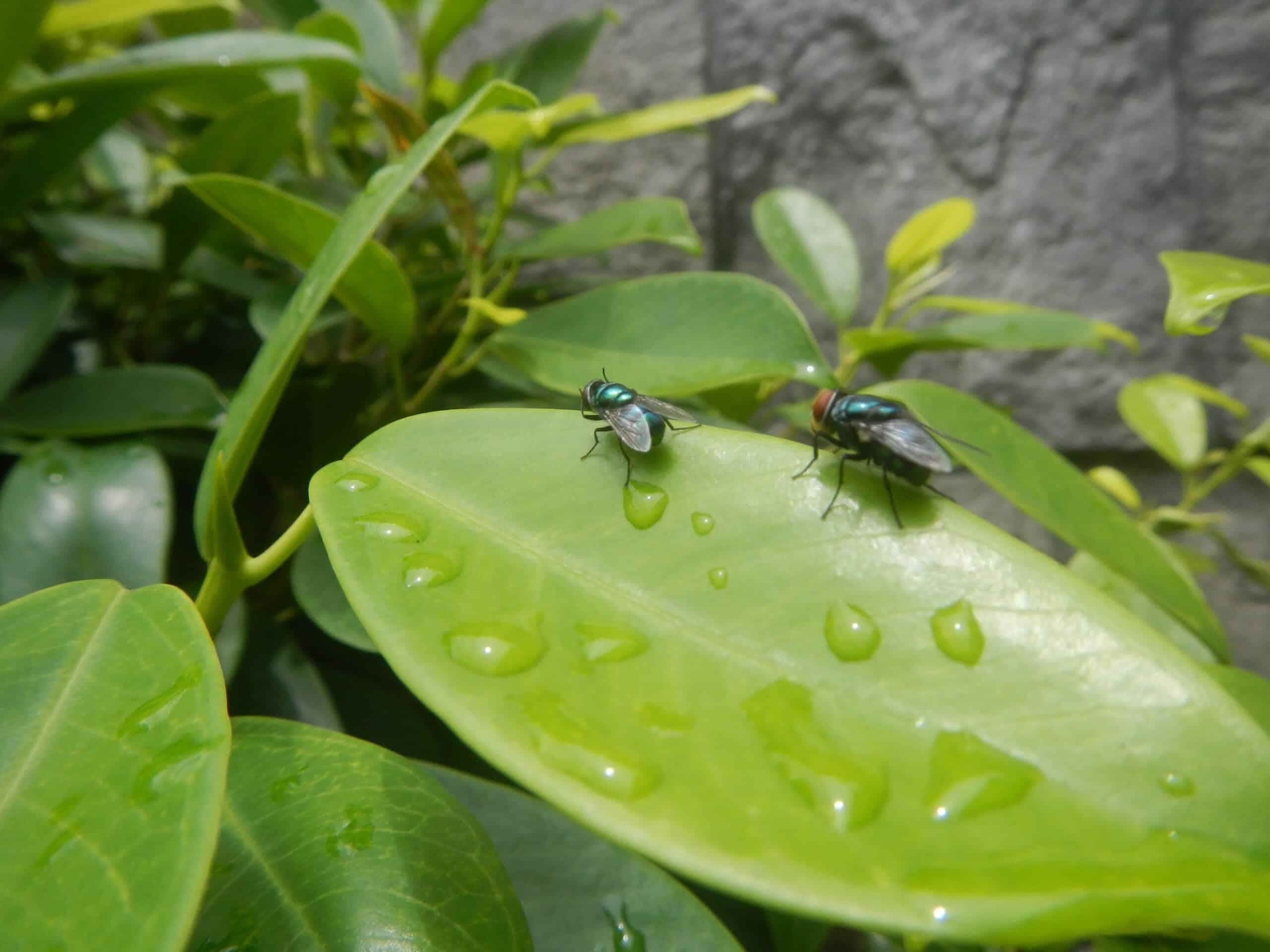 4733Common houseflies in Philippines 34 4733Common houseflies in Philippines 34