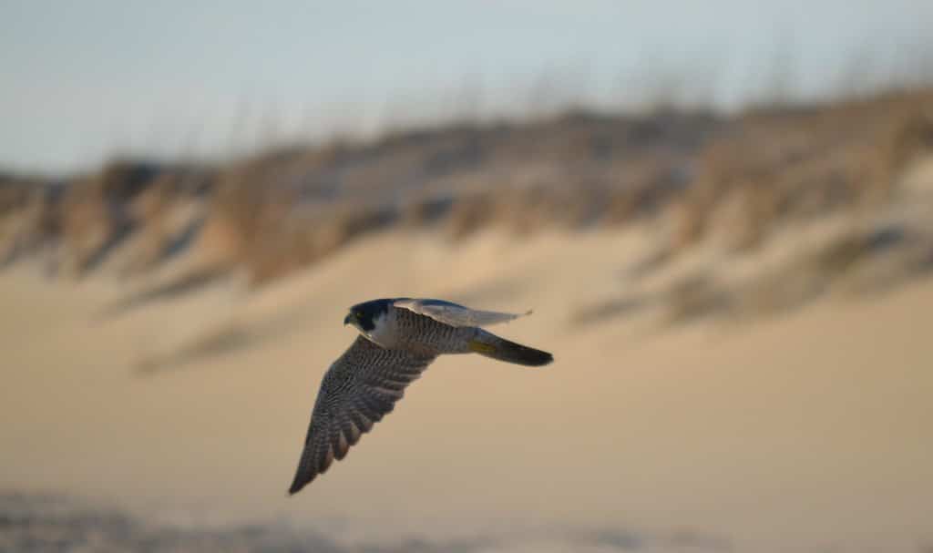 A peregrine falcon mid-flight