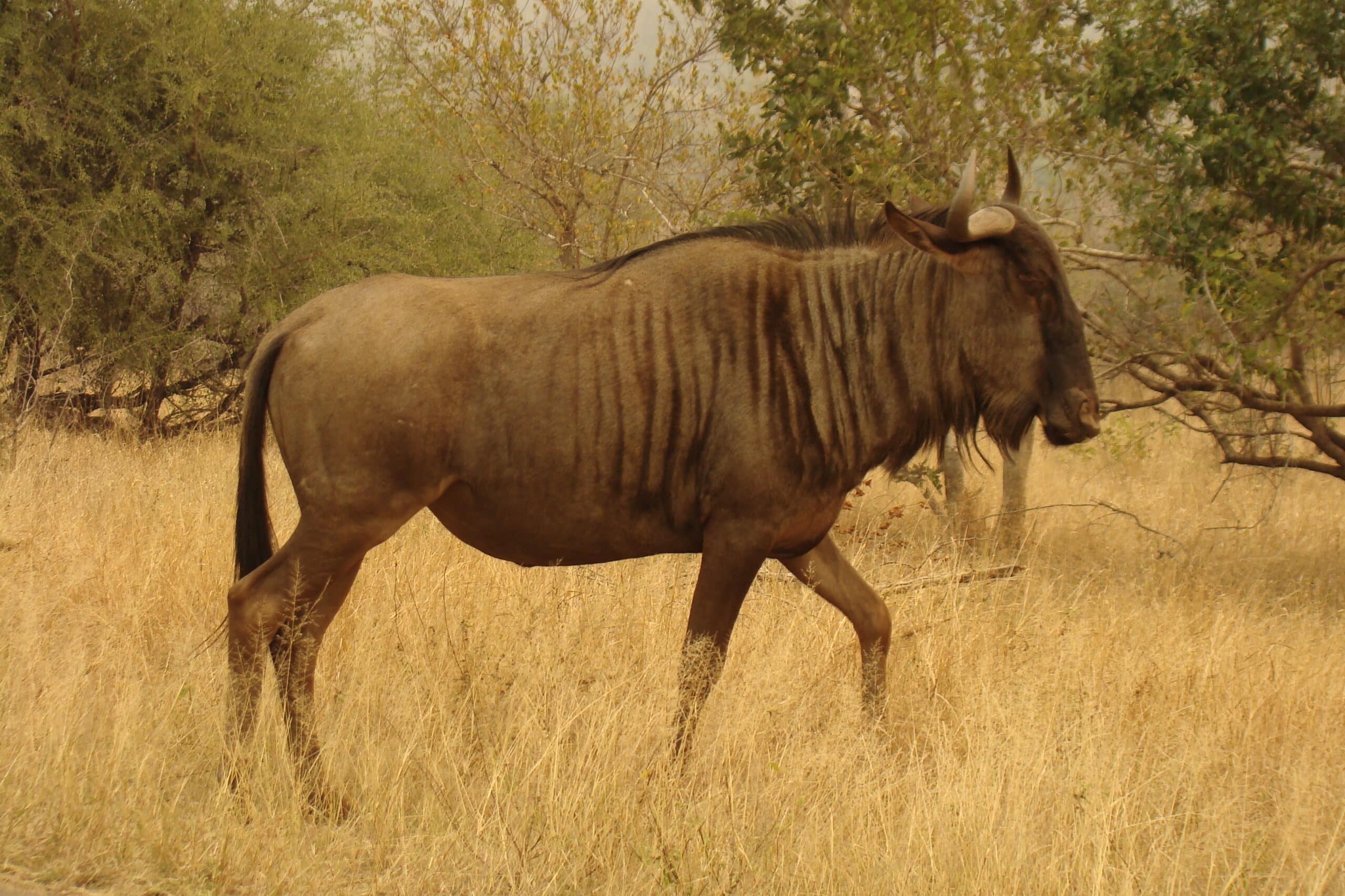 File:Streifengnu (en. Wildebeest).JPG