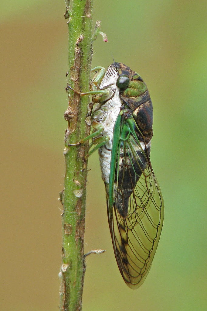 cicada green