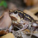Close-up of a frog with dark markings, sitting on dry leaves on the ground.