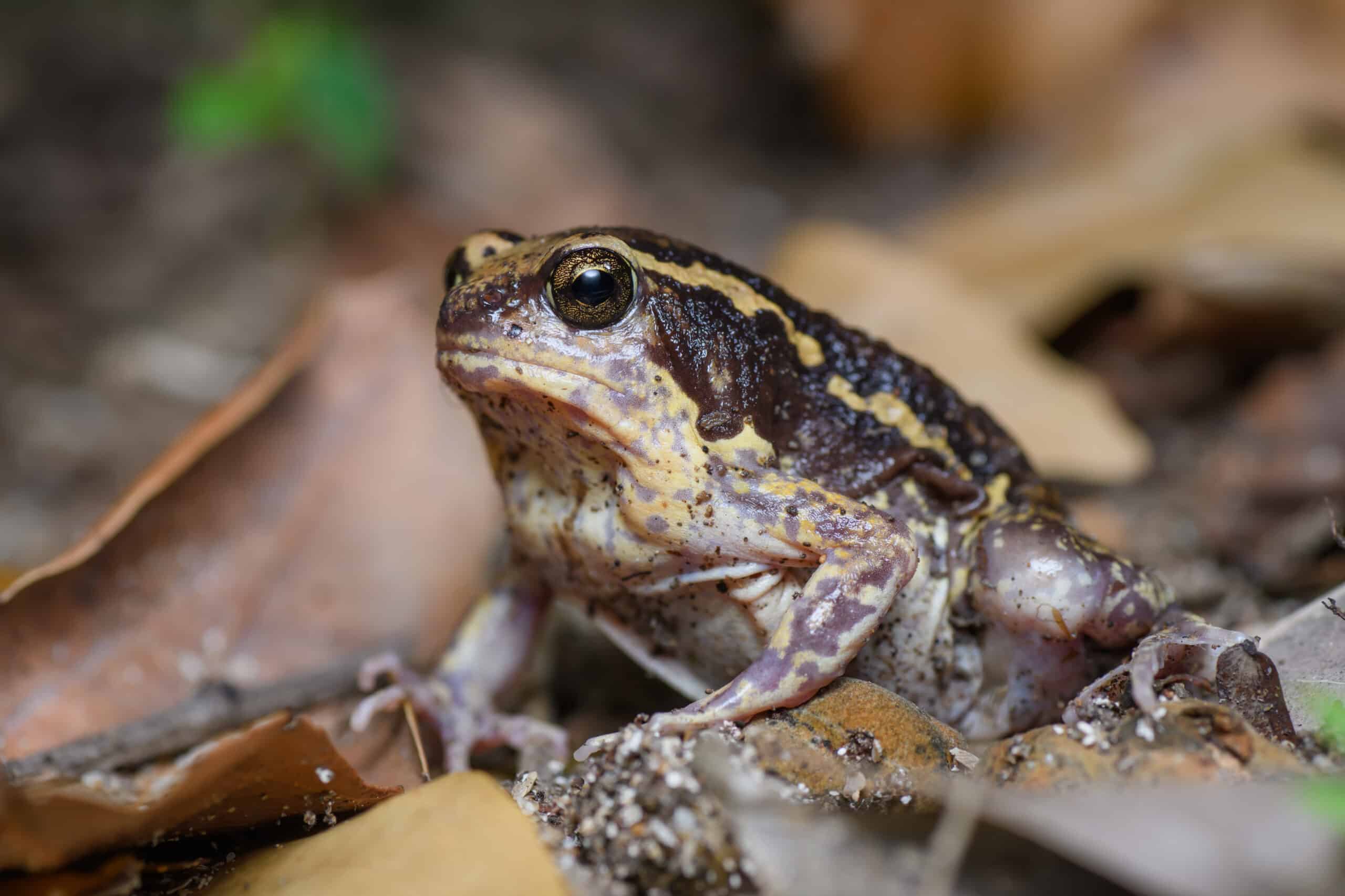 Close-up of a frog with dark markings, sitting on dry leaves on the ground.