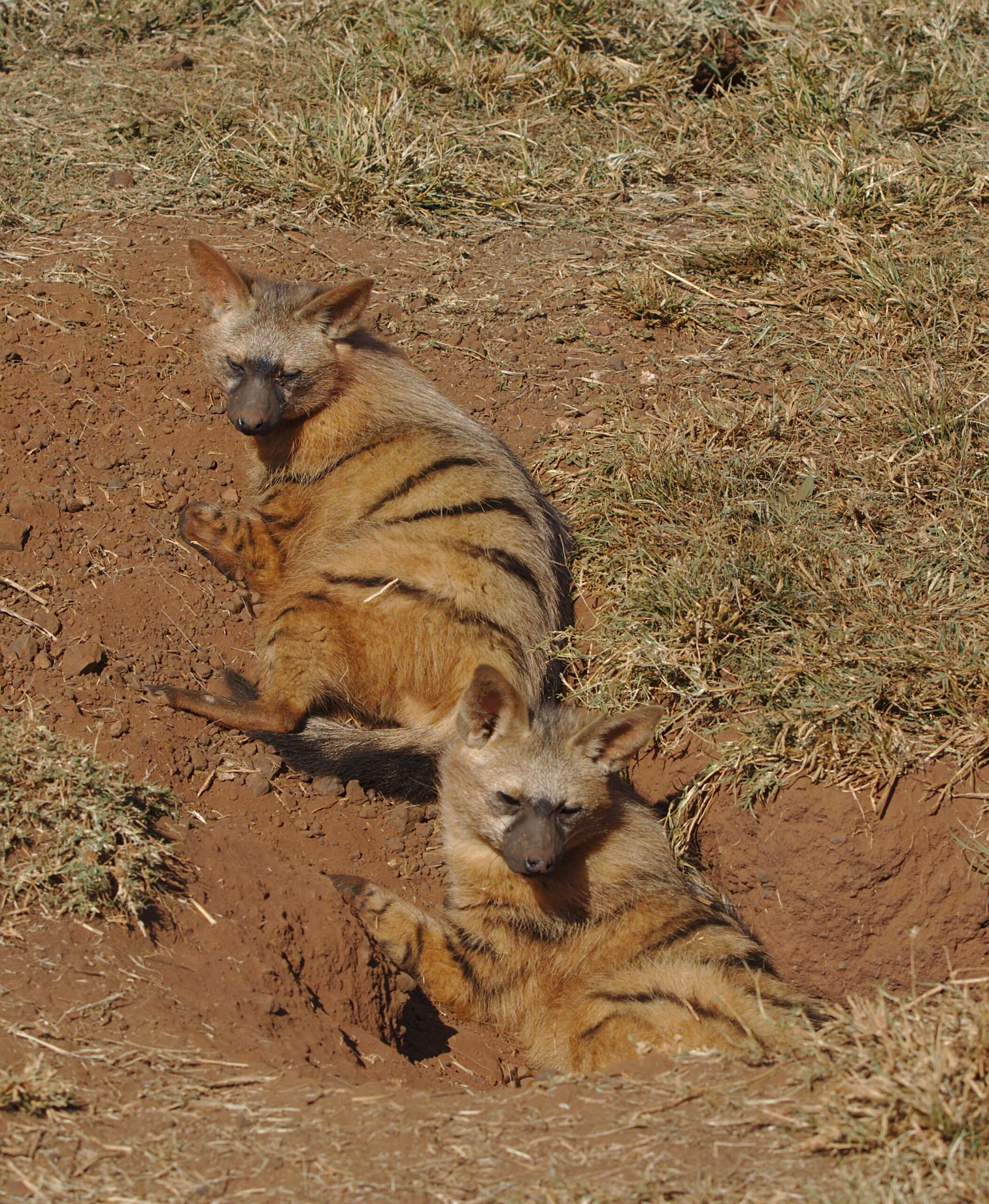 Aardwolf, Proteles cristata, at Lion and Rhino Reserve, Gauteng, South Africa (47987205132)