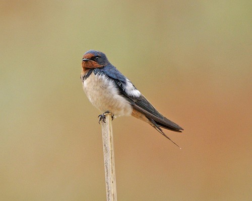 Barn Swallow (Hirundo rustica)