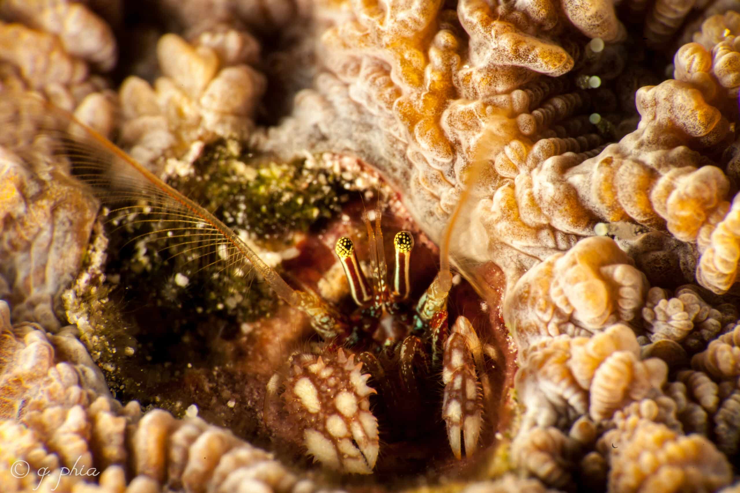 Morgan’s coral hermit crab, batfish wall, wakatobi, 2018 (44900037735)