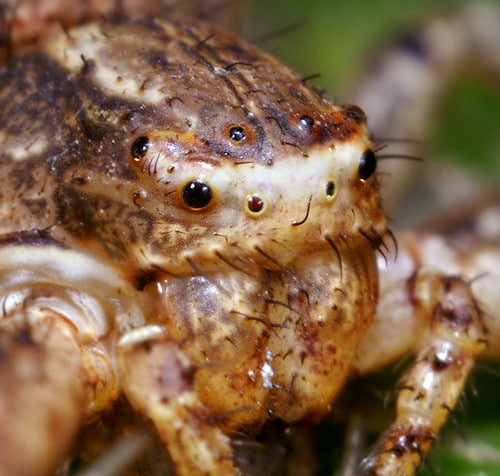 Xysticus Crab Spider Face
