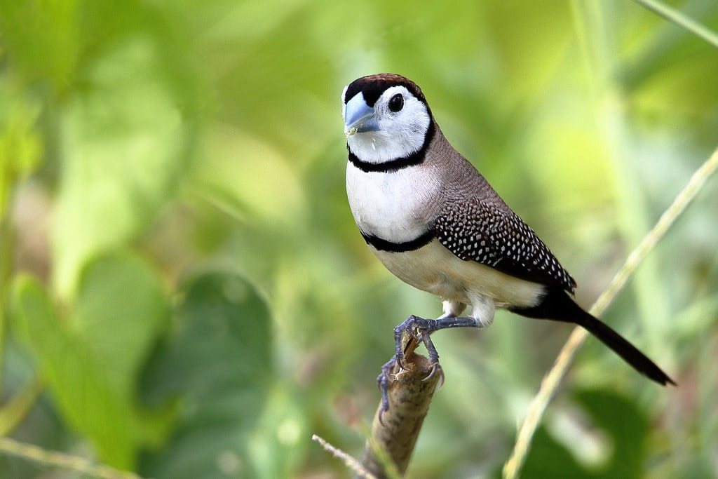 Double-barred Finch (Taeniopygia bichenovii)