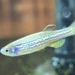 Zebrafish (Zebra Fish)