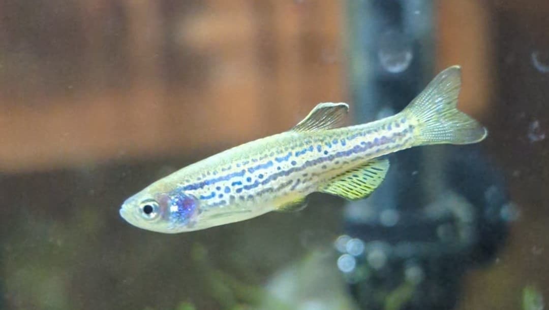 Zebrafish (Zebra Fish)