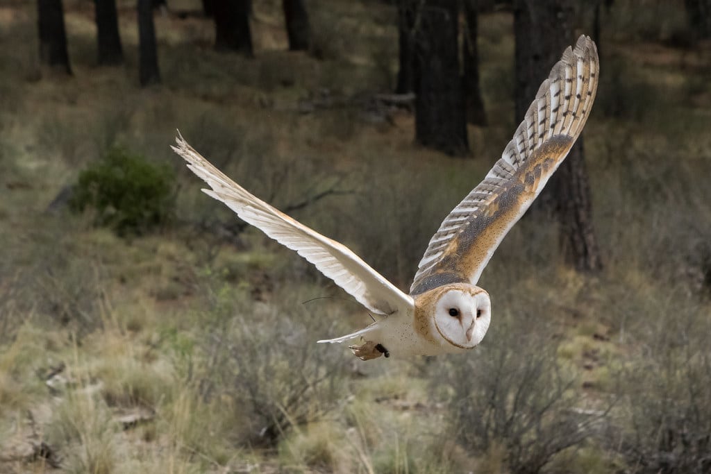 Barn Owl
