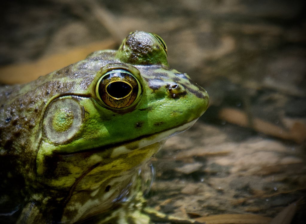 Texas Bullfrog Texas Bullfrog