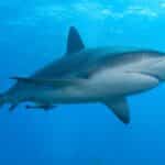 Shark