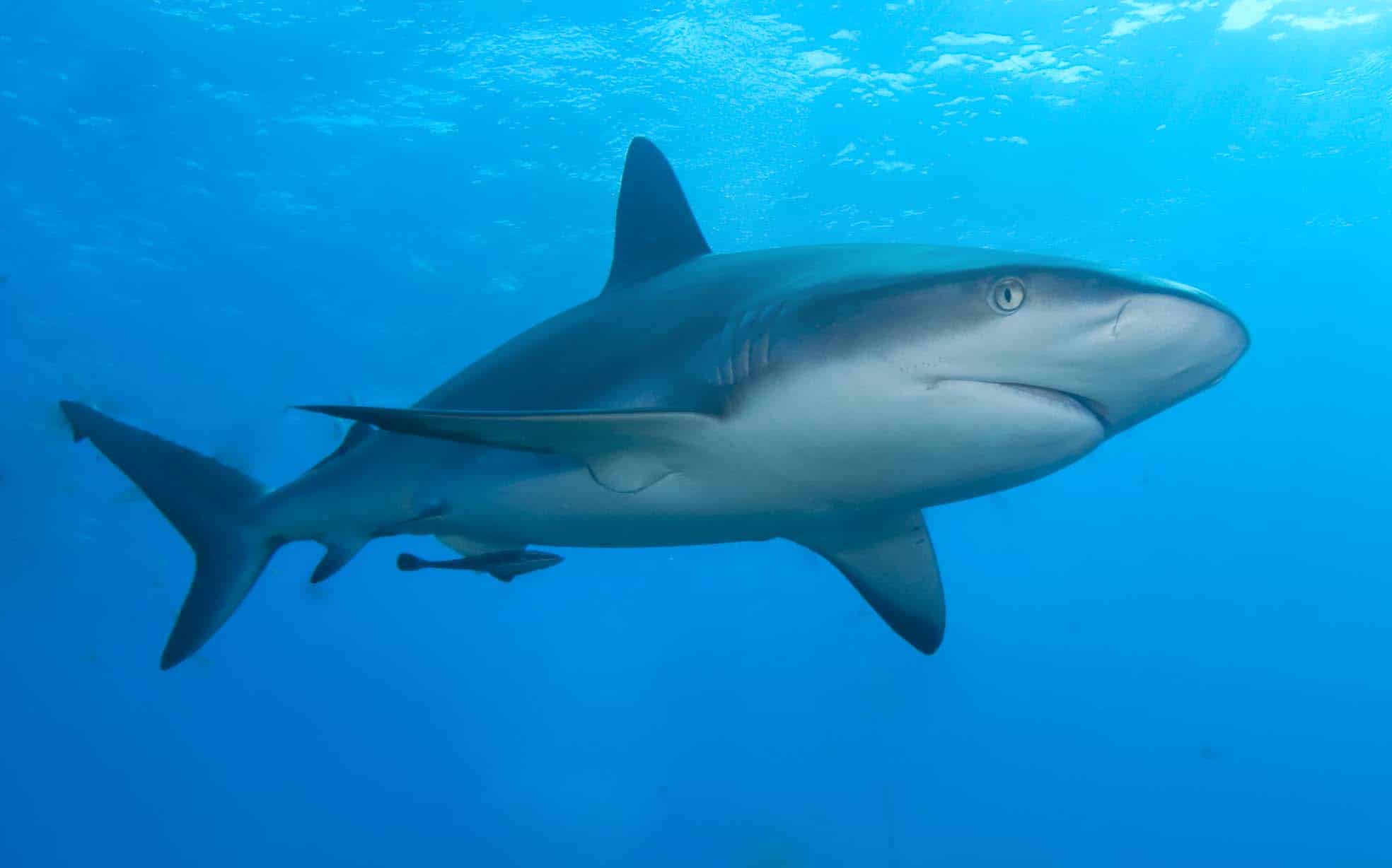 Shark
