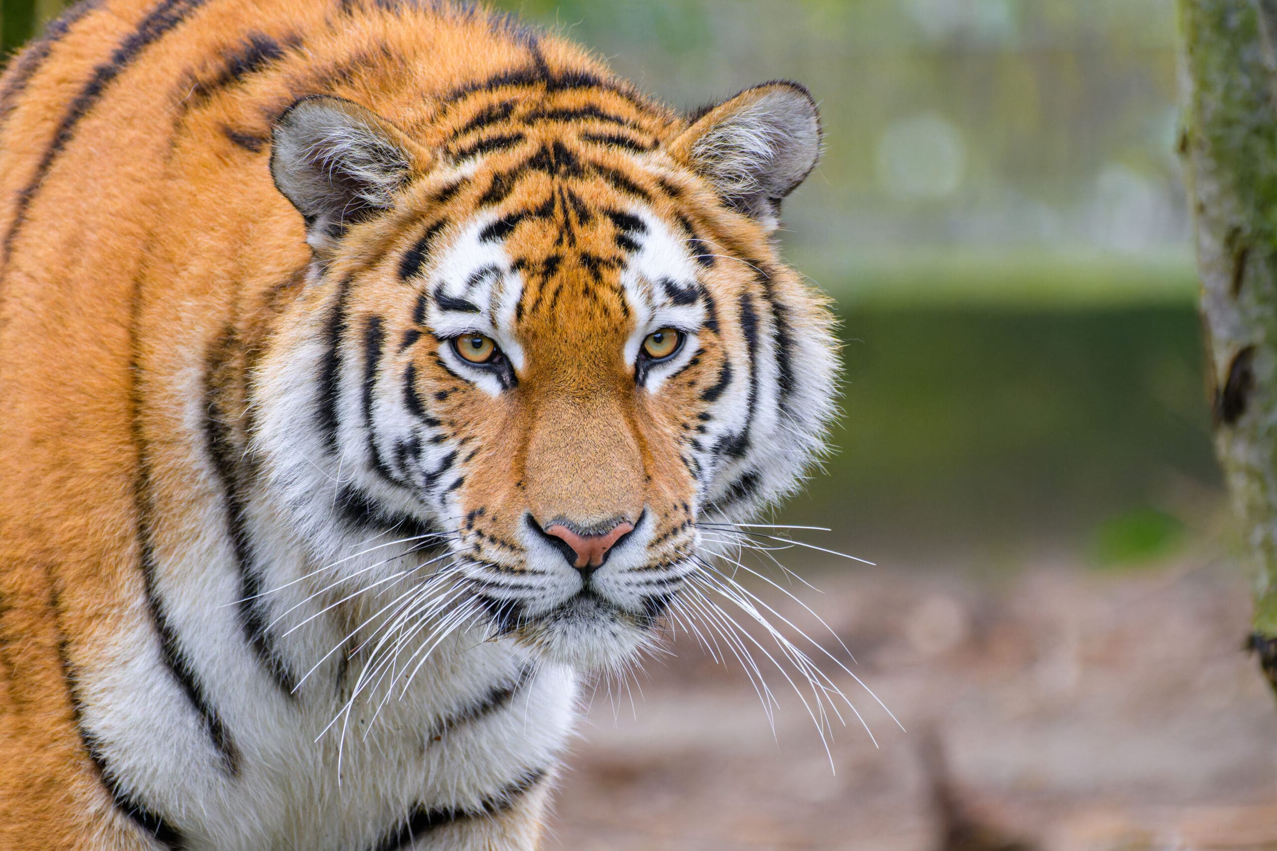 Siberian Tiger
