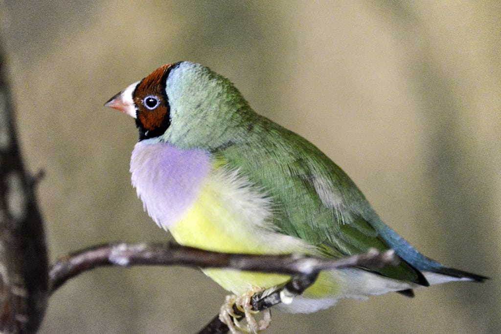 Gouldian Finch