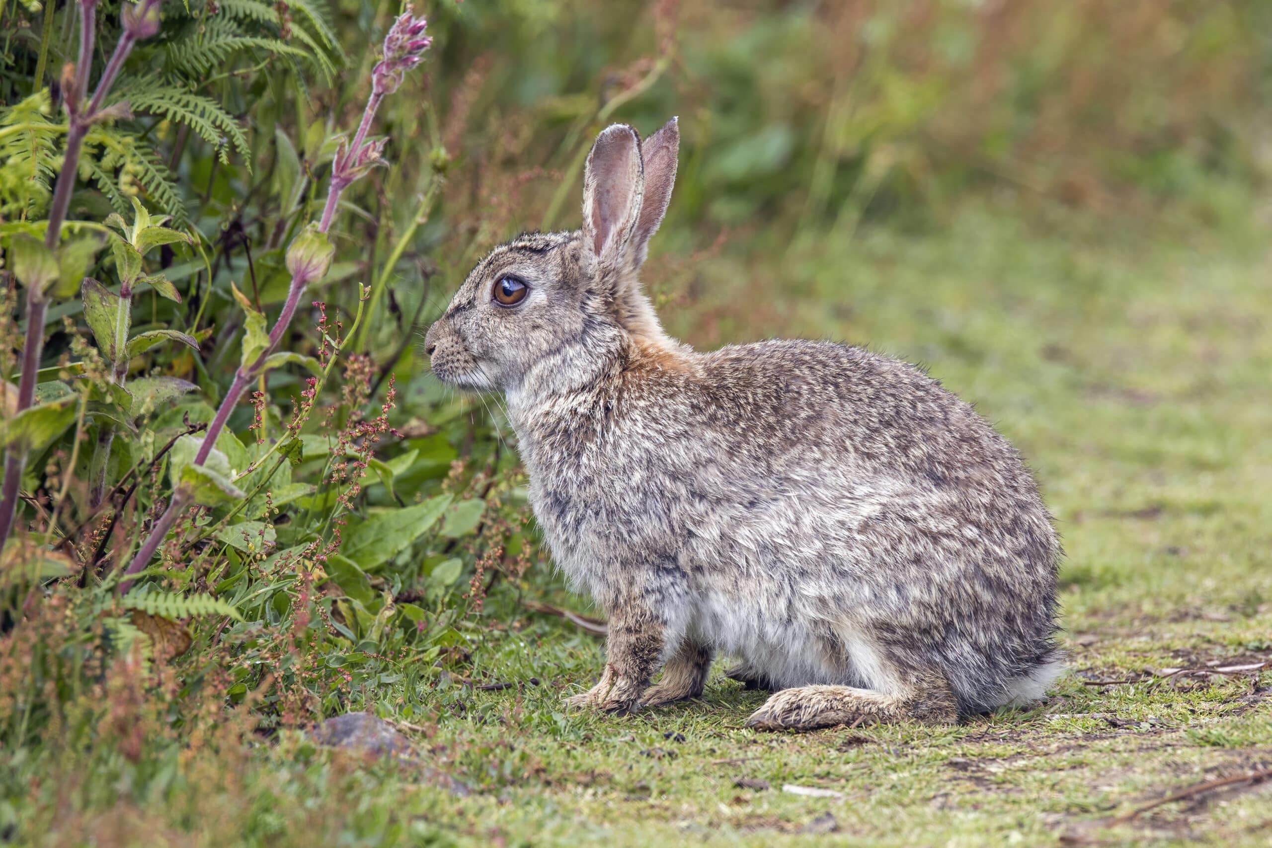 Rabbit
