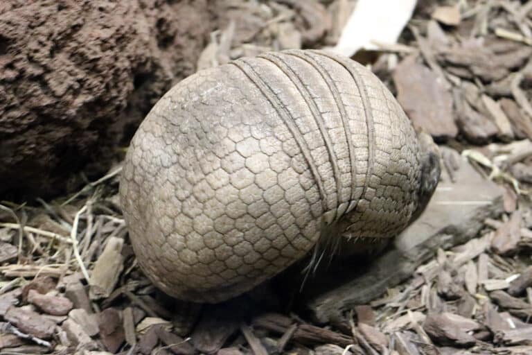 La Plata Three-banded Armadillo La Plata Three-banded Armadillo