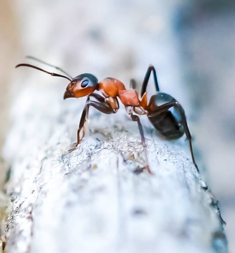 Ant guard Ant guard
