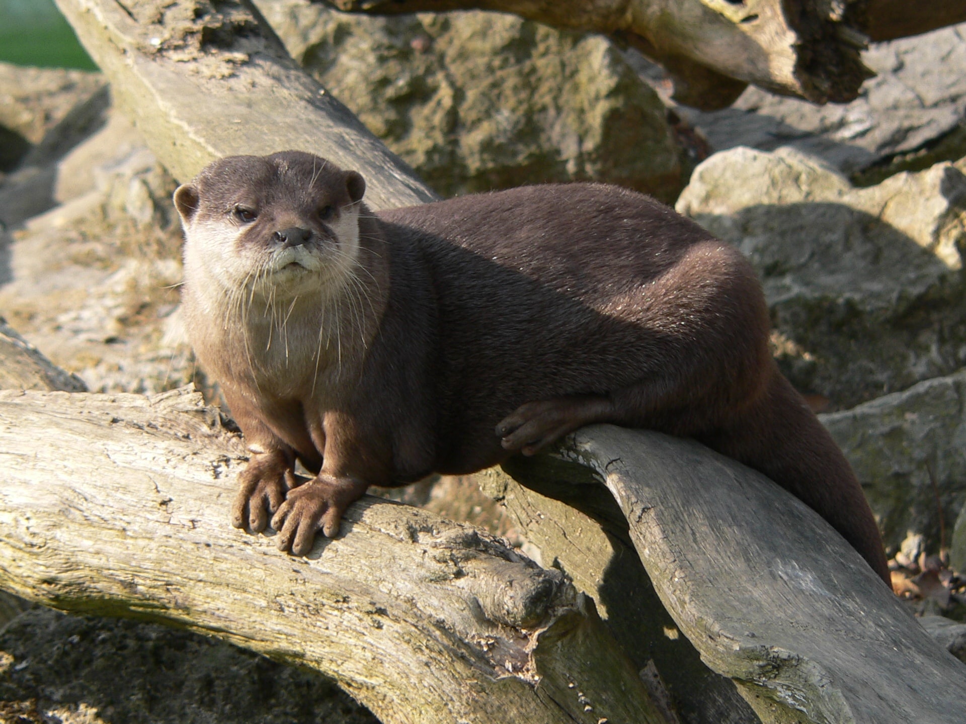 Otter