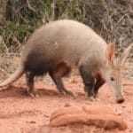 An aardvark walking on reddish-brown dirt, with sparse vegetation in the background.