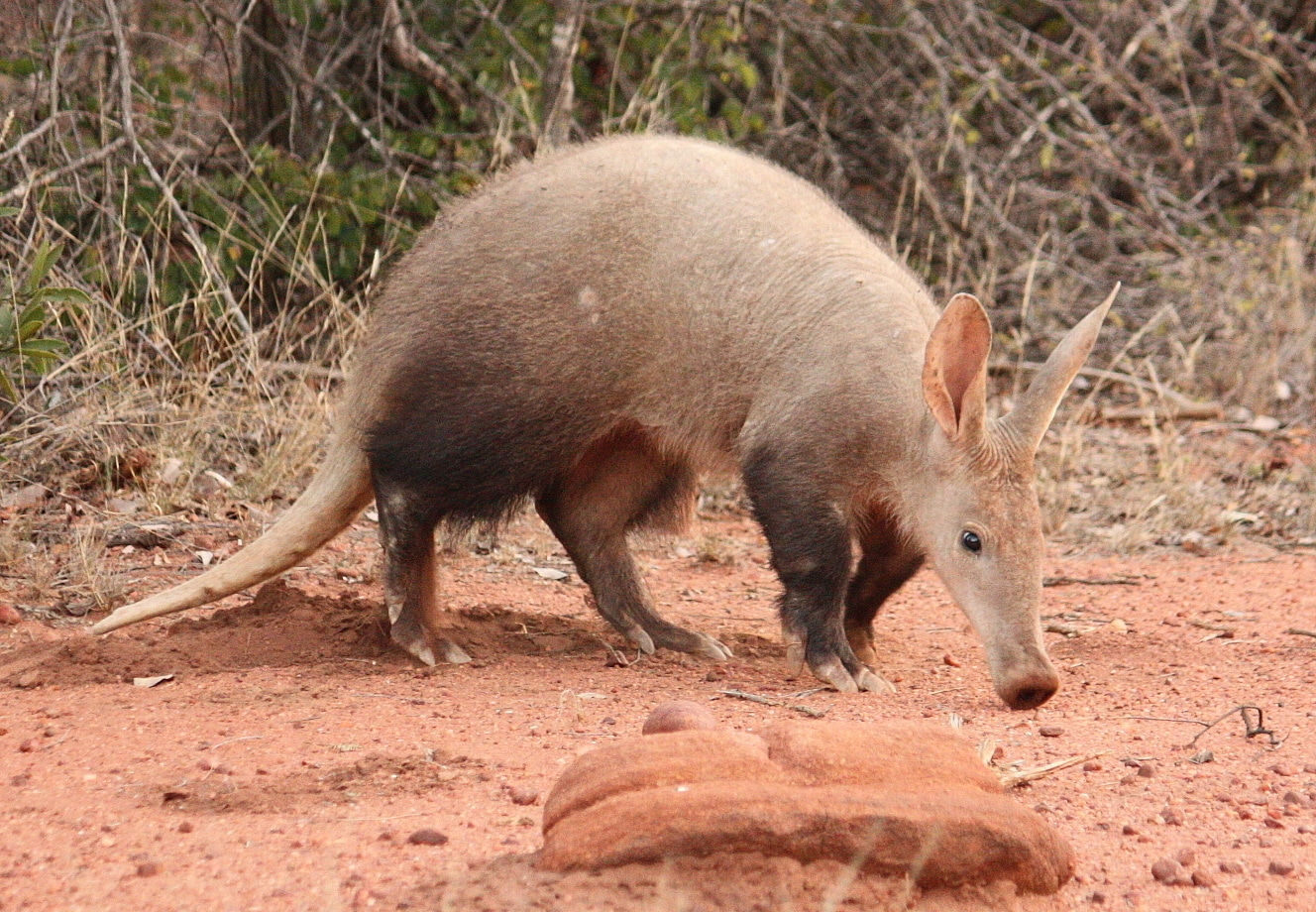 An aardvark walking on reddish-brown dirt, with sparse vegetation in the background.