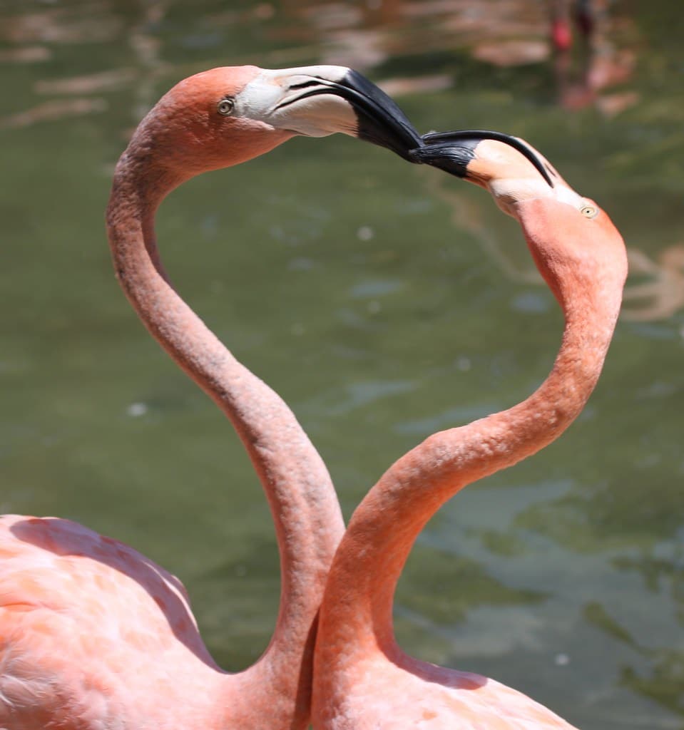Flamingo Love
