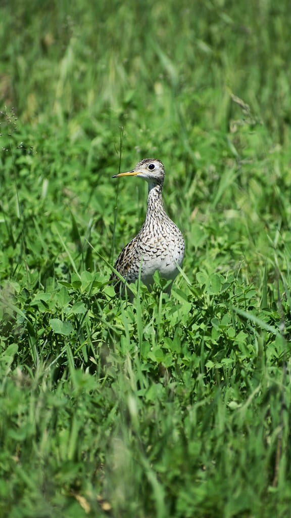 Upland Sandpiper in Grassland Lake Andes Wetland Management District South Dakota Upland Sandpiper in Grassland Lake Andes Wetland Management District South Dakota