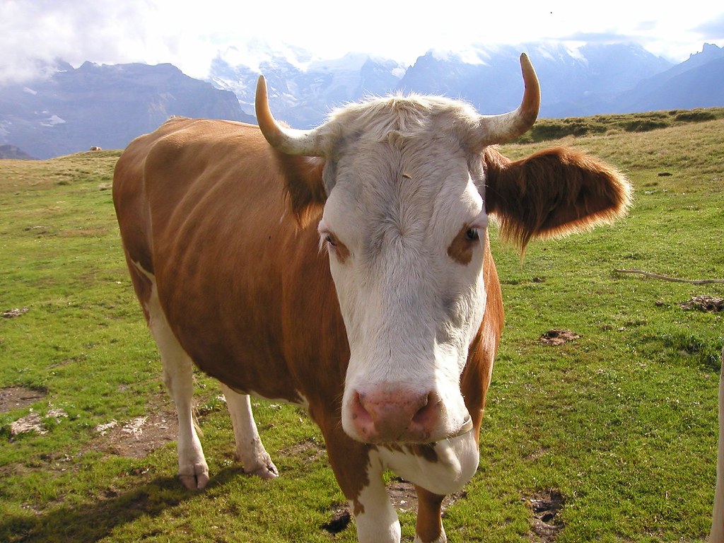 Swiss Cow Swiss Cow