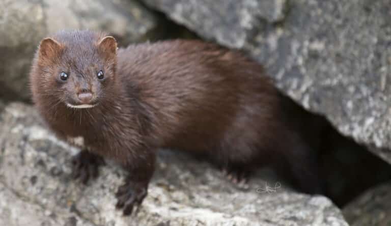 American Mink, Centre Island, Toronto, ON (9371348505)