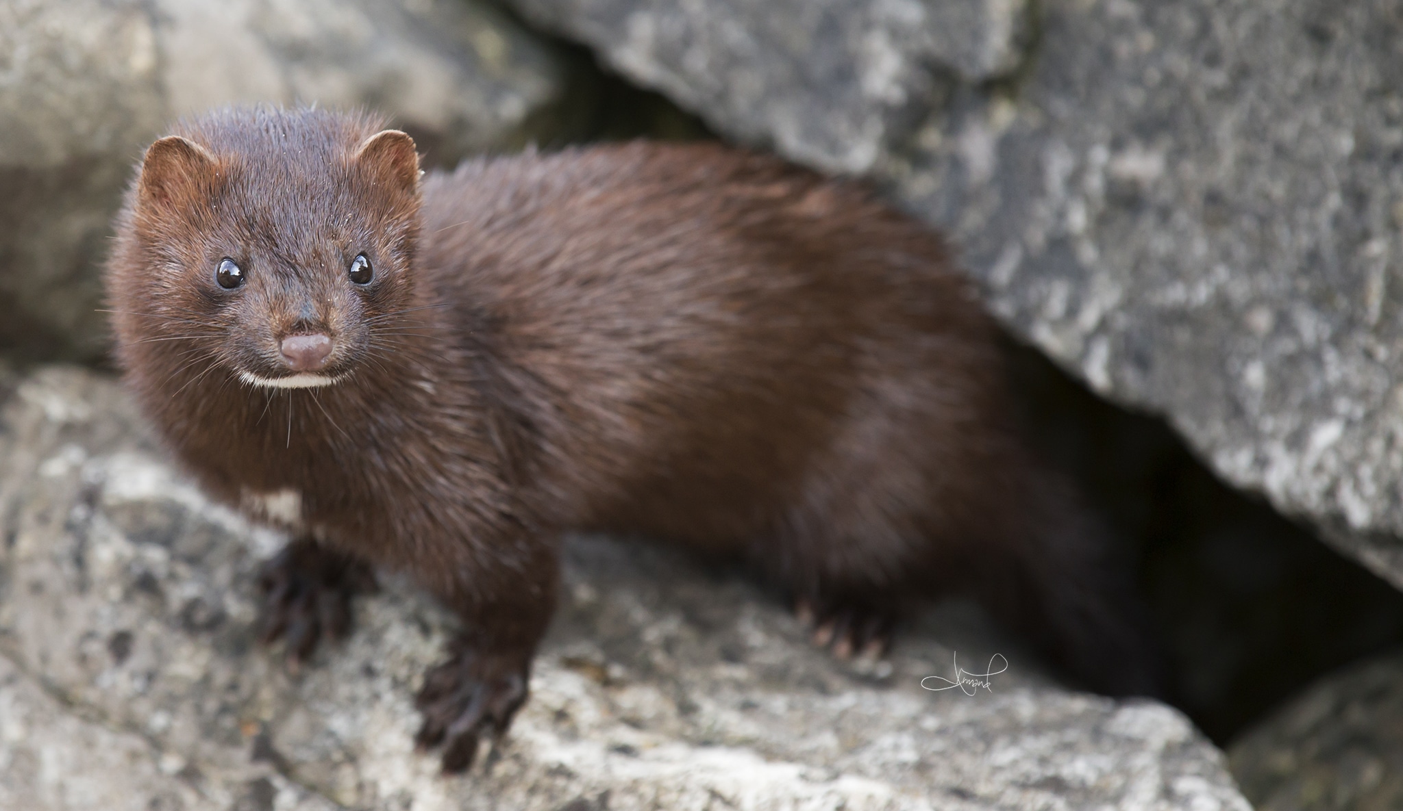 American Mink, Centre Island, Toronto, ON (9371348505)