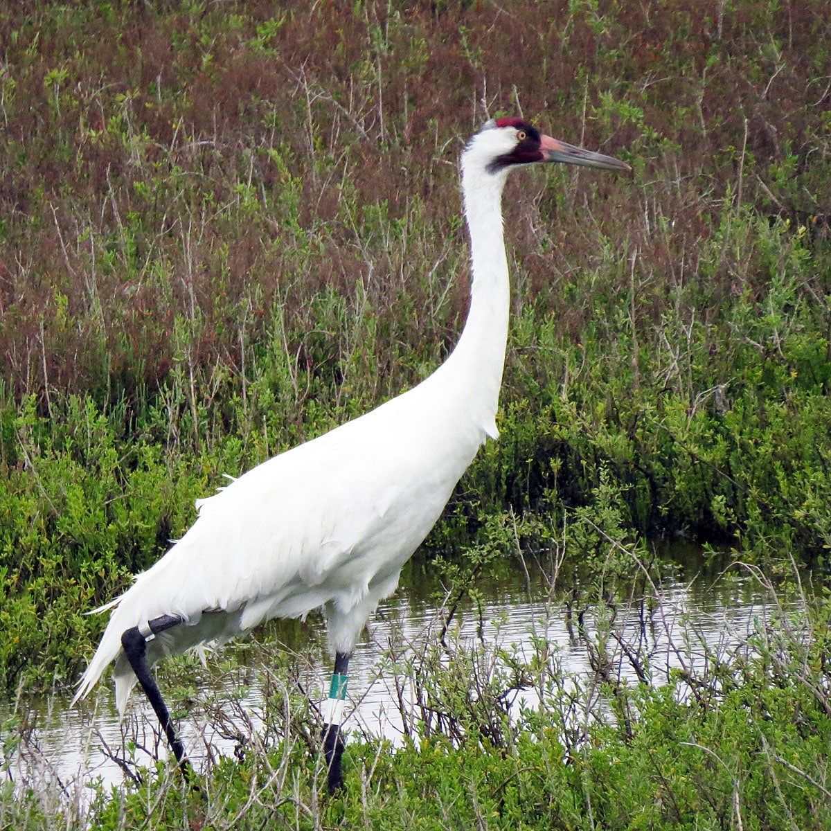 File:Whooping Crane (25840442840).jpg