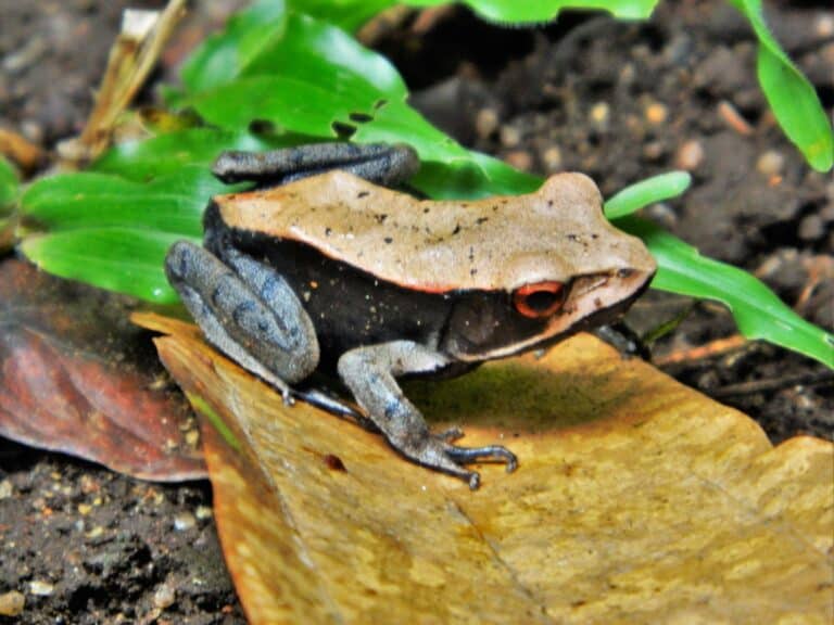 Bicolored Frog ( Clinotarsus curtipes ) Bicolored Frog ( Clinotarsus curtipes )