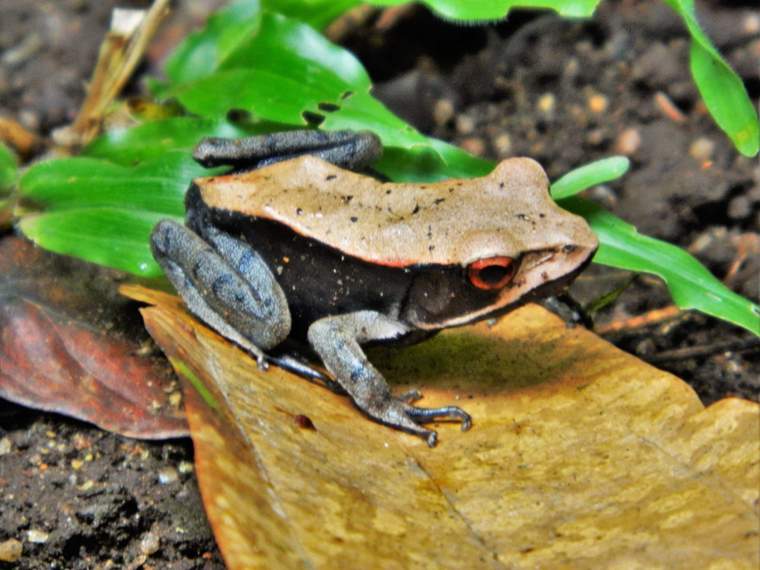 Bicolored Frog ( Clinotarsus curtipes ) Bicolored Frog ( Clinotarsus curtipes )