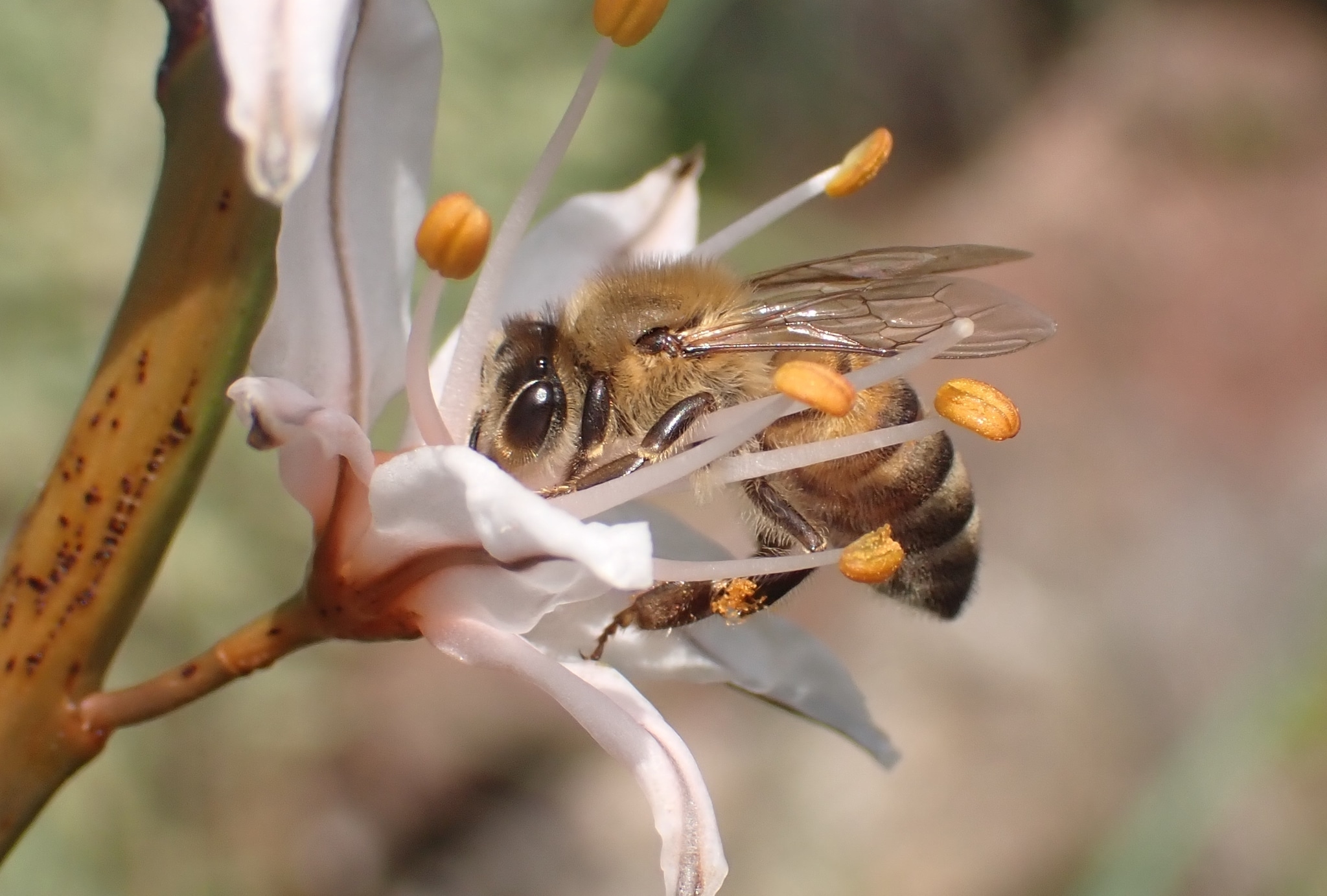 Apis mellifera anatoliaca 113577770 Apis mellifera anatoliaca 113577770