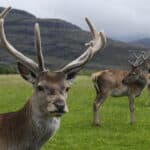 Three deer with large antlers stand on a grassy field with hills in the background under an overcast sky.