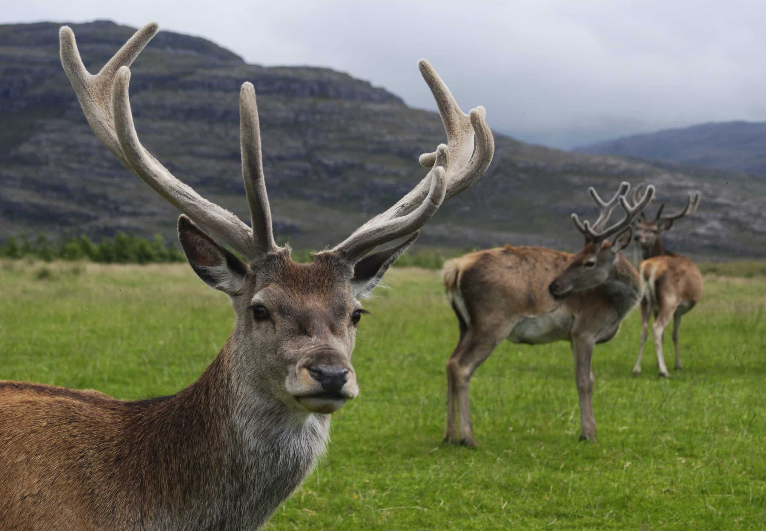 Three deer with large antlers stand on a grassy field with hills in the background under an overcast sky.