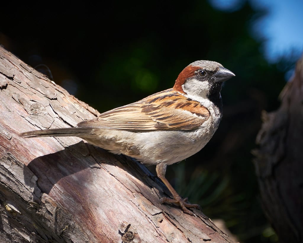House Finch