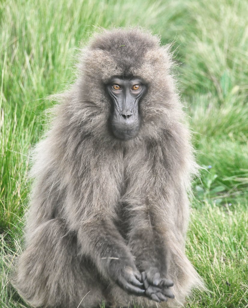 Female, Gelada Baboon, Ethiopia