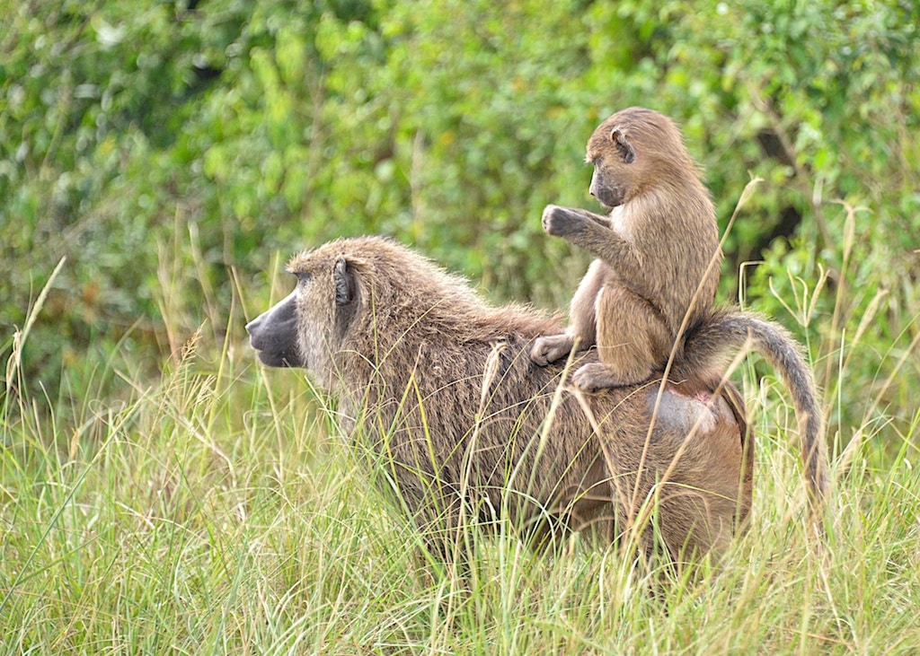 Olive Baboons, Uganda