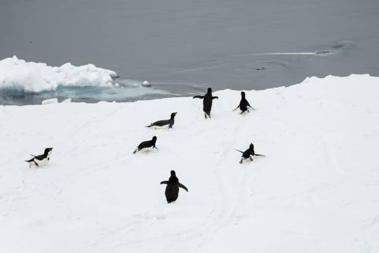 Antarctic Sound-2016-Brown Bluff–Adélie penguin (Pygoscelis adeliae) on ice 02 Antarctic Sound-2016-Brown Bluff–Adélie penguin (Pygoscelis adeliae) on ice 02