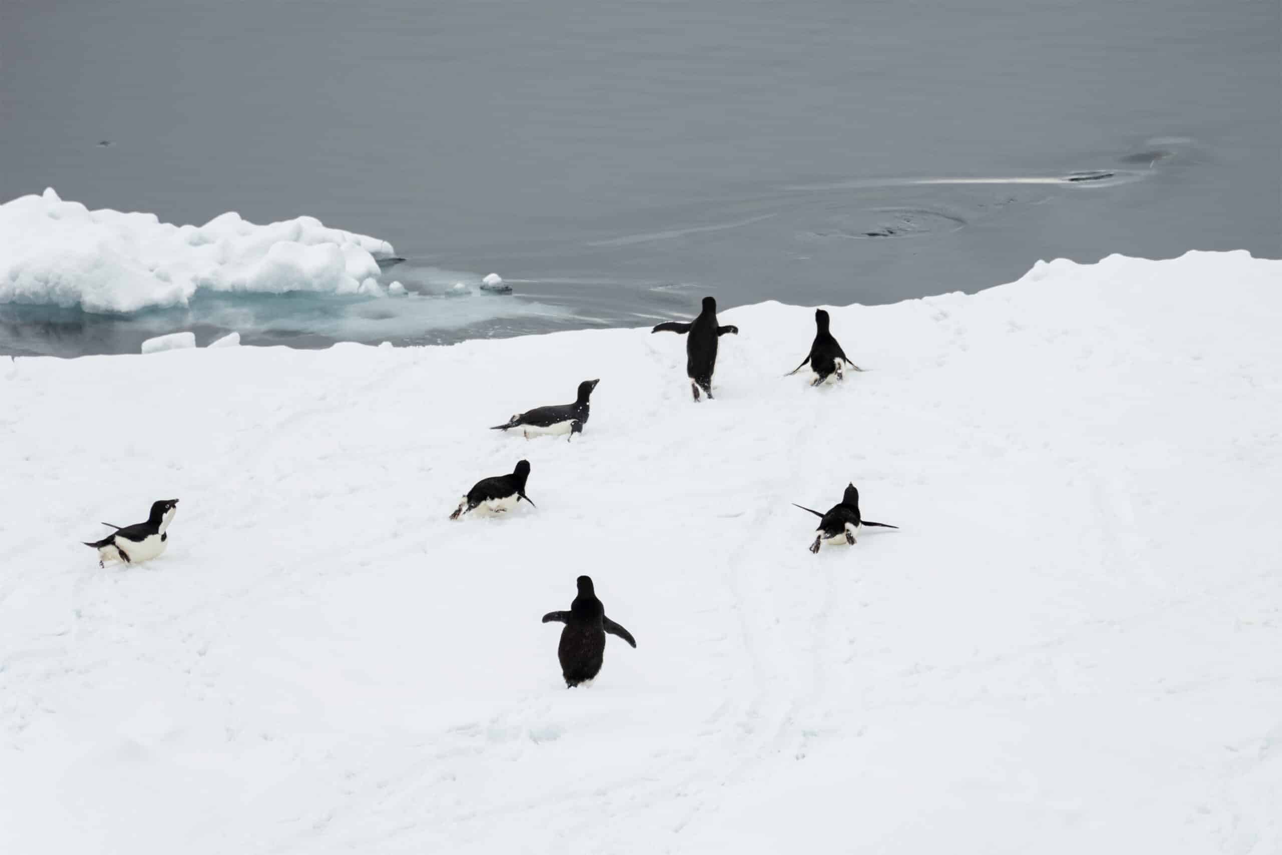 Antarctic Sound-2016-Brown Bluff–Adélie penguin (Pygoscelis adeliae) on ice 02 Antarctic Sound-2016-Brown Bluff–Adélie penguin (Pygoscelis adeliae) on ice 02