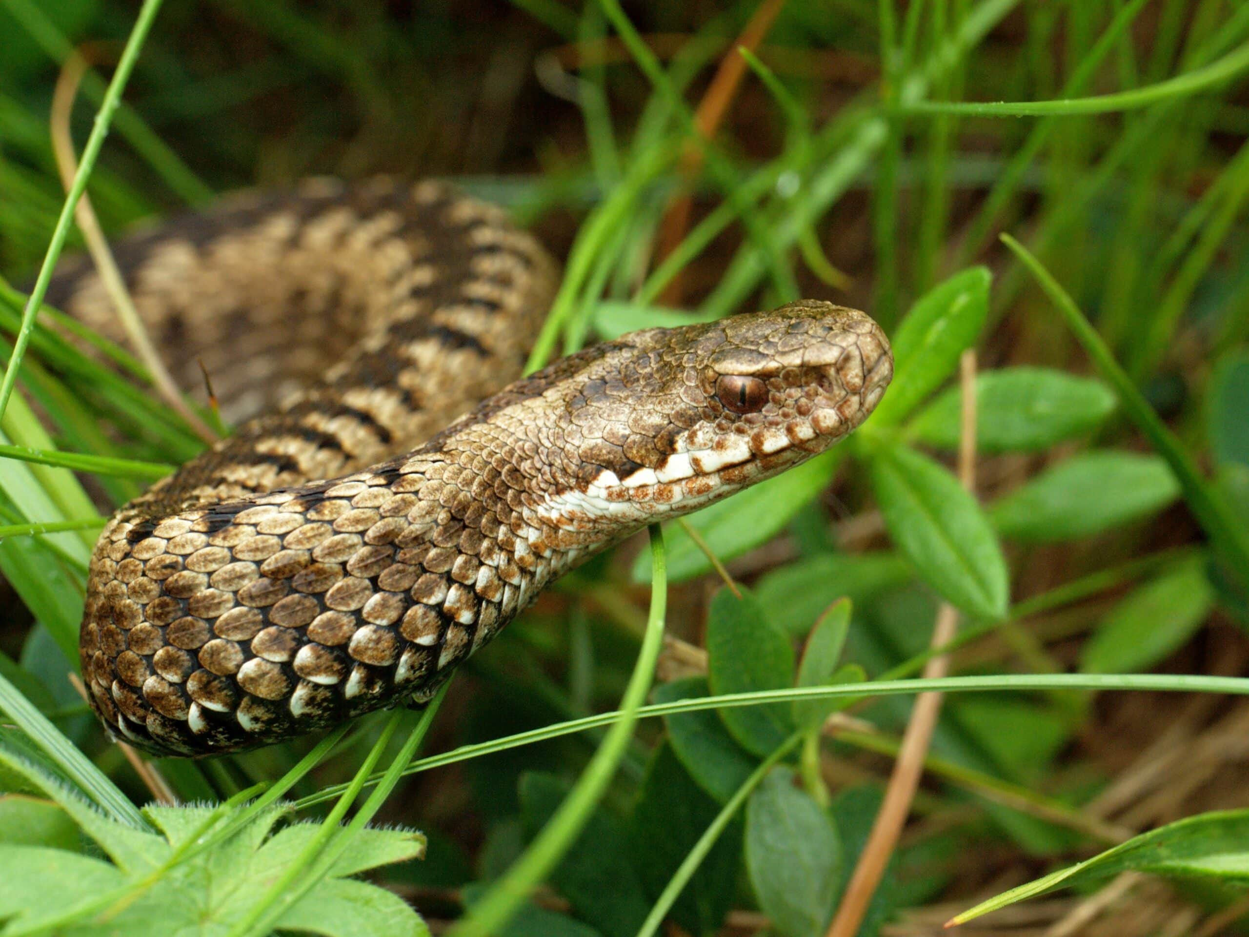 Viper