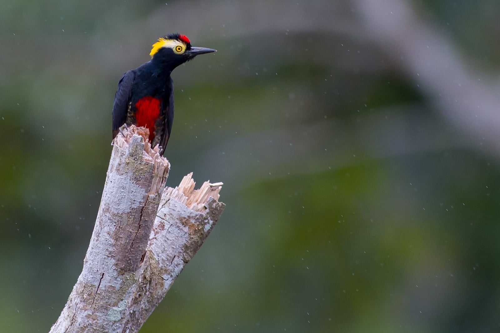 Melanerpes cruentatus Yellow-tufted Woodpecker Melanerpes cruentatus Yellow-tufted Woodpecker