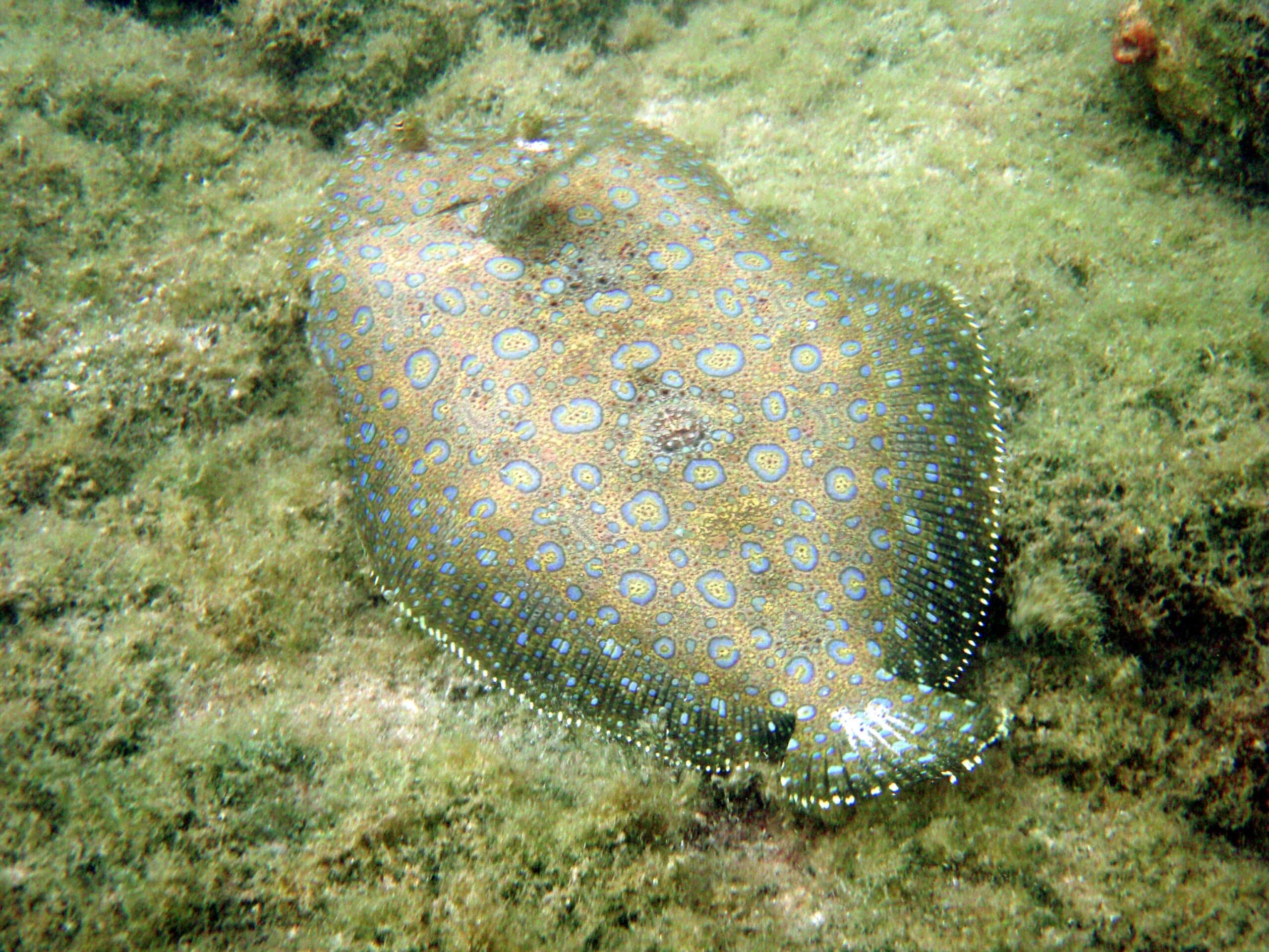 Flounder 1 Flounder 1