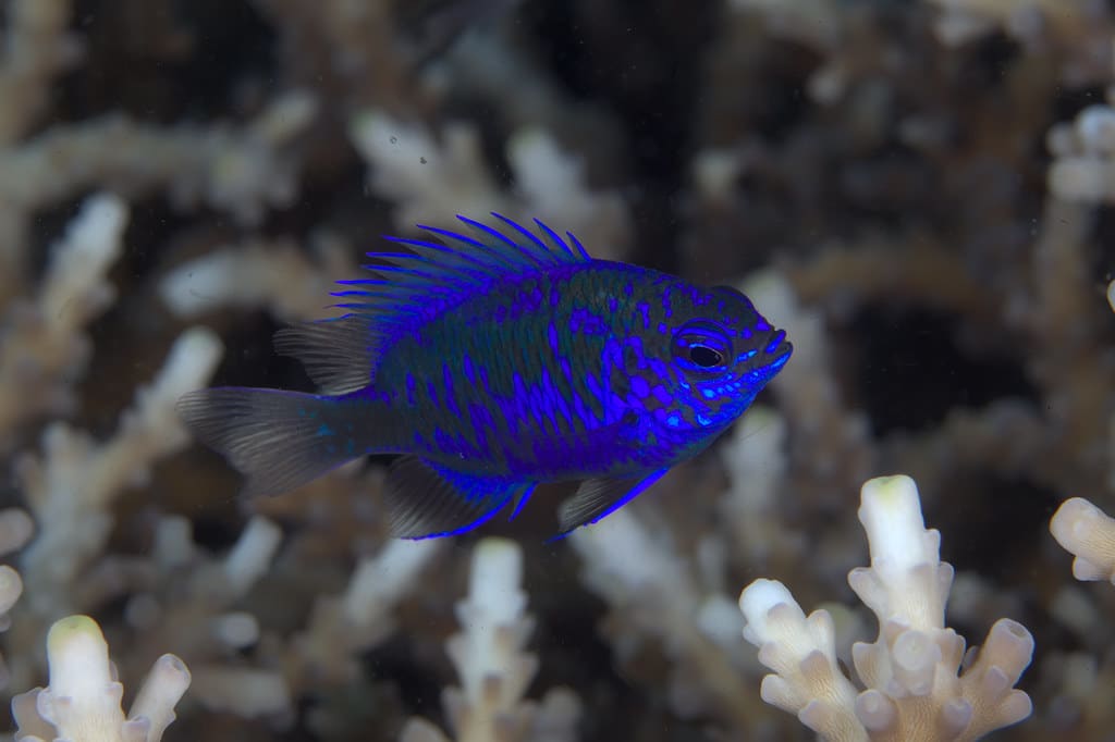 Damselfish Damselfish