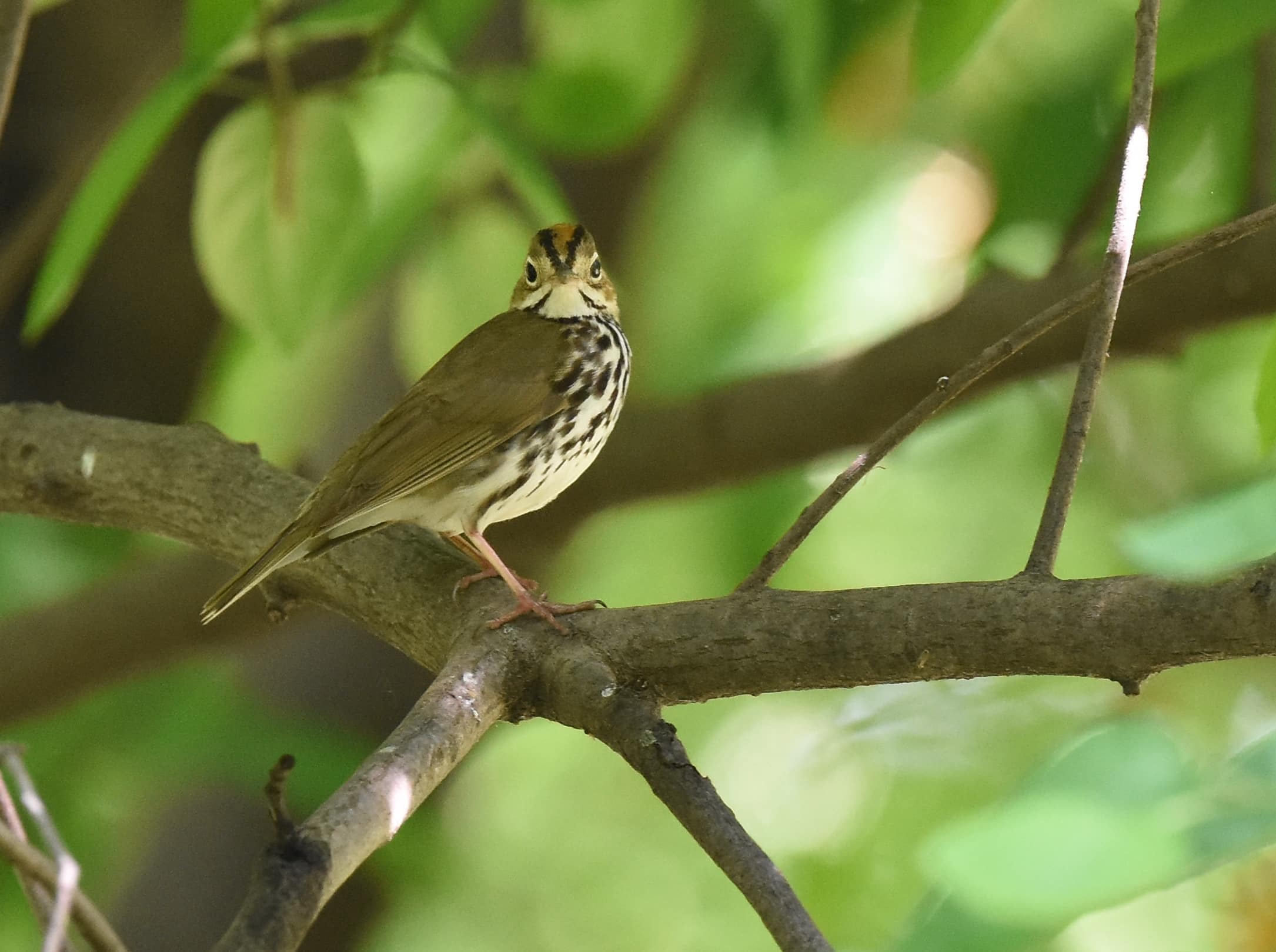 Ovenbird
