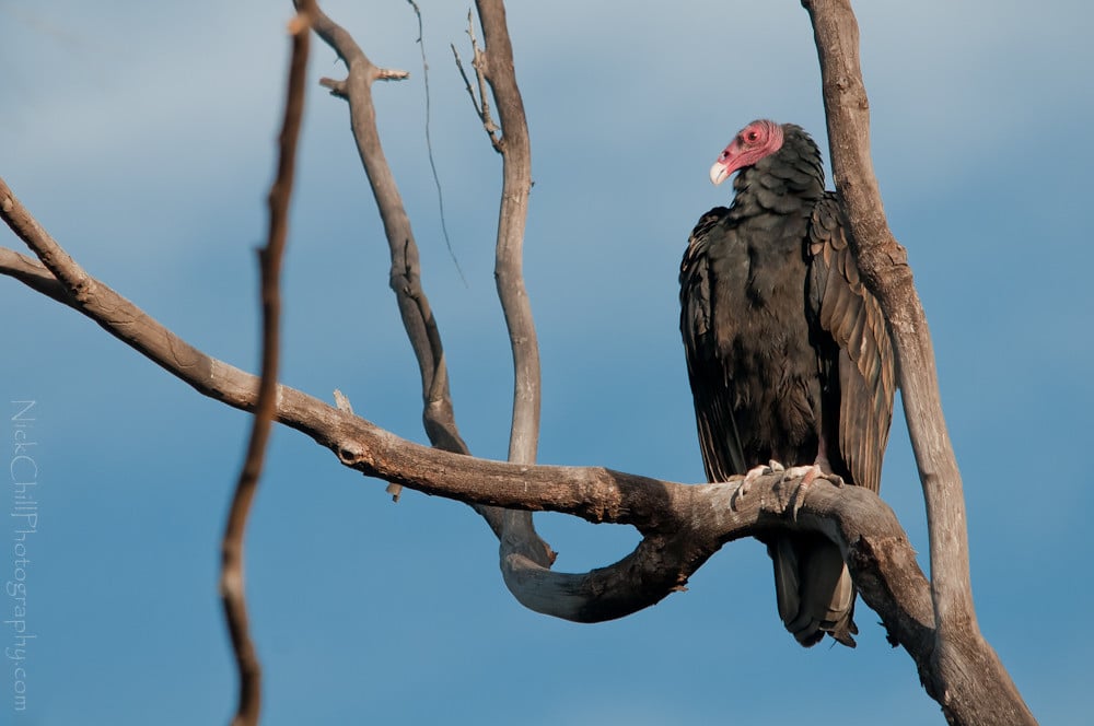 On Watch, Turkey Vulture On Watch, Turkey Vulture
