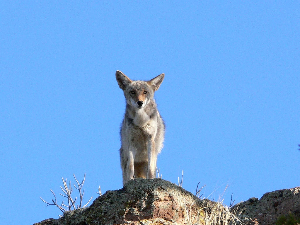 I See You Coyote I See You Coyote