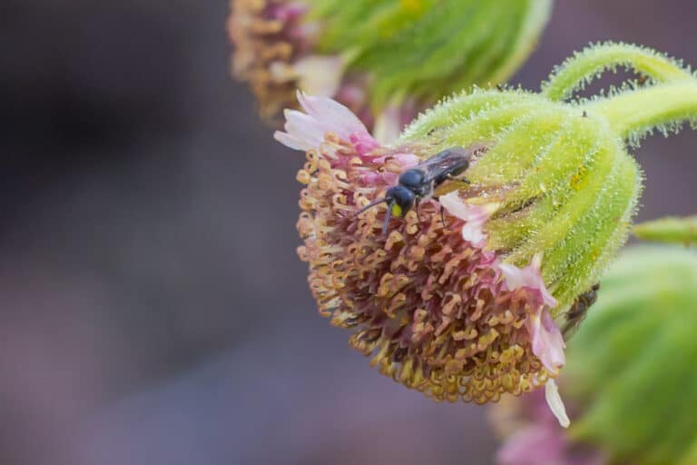 Closeup of a yellow-faced bee on a Ka‘ū silversword flower head